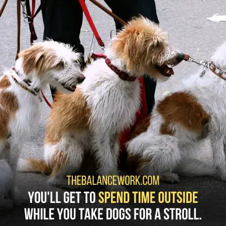 Taking Dogs To A Stroll Can Be Good For Depression