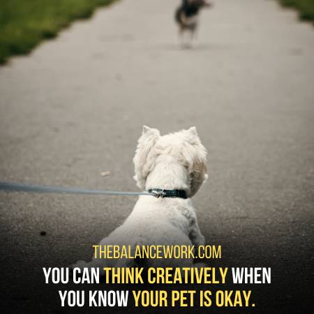 Pets Allow You To Think Creatively