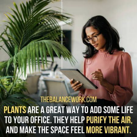 Plants - How To Make Your Office Cozy 